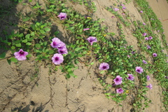 Ipomoea pes-caprae